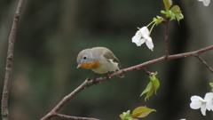 餌が有るかな？
