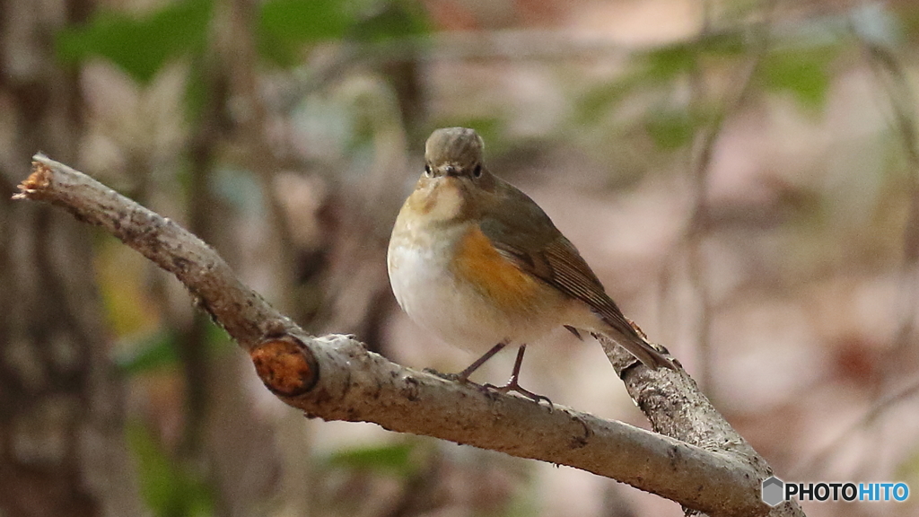 ルリビタキ♀２