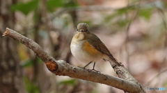 ルリビタキ♀２