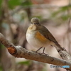 ルリビタキ♀２