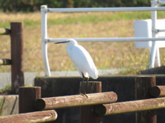コサギ