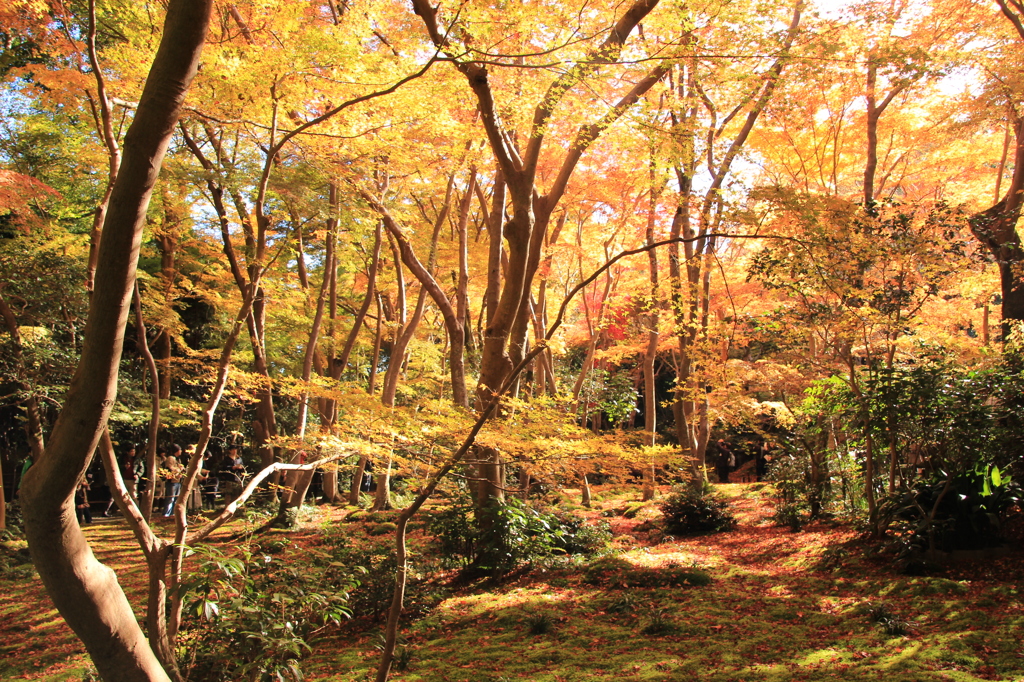嵐山紅葉７