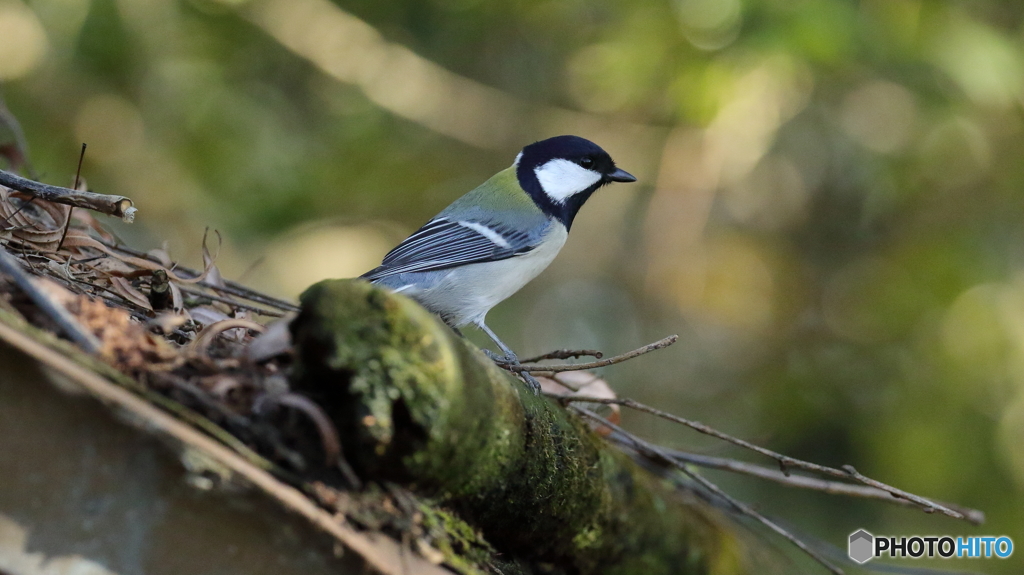 東屋の屋根に止まるシジュウカラ