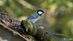 東屋の屋根に止まるシジュウカラ