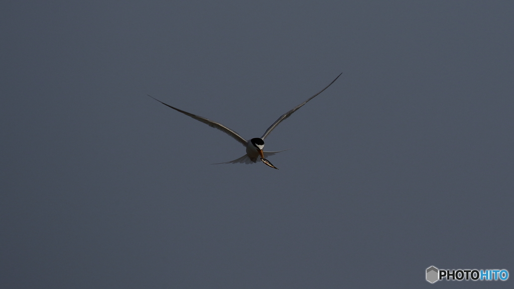 餌を持って帰って来たよ。