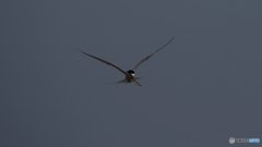 餌を持って帰って来たよ。