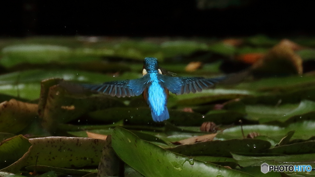 エビ持って行くよ