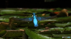 エビ持って行くよ