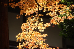 紅葉