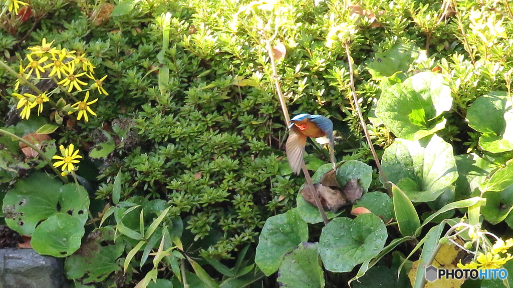 お尻を向けてすみません。