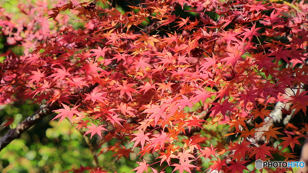 紅葉３