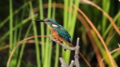 エビは居ないか３