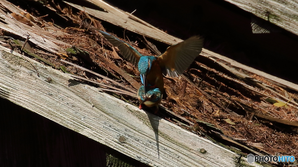 ついにヤッチャイました。