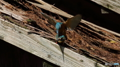 ついにヤッチャイました。