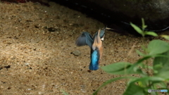 エビ捕まえた