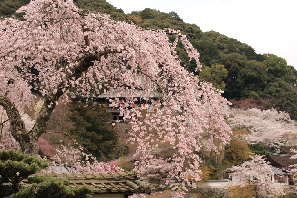 枝垂桜