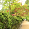 大伽藍への道