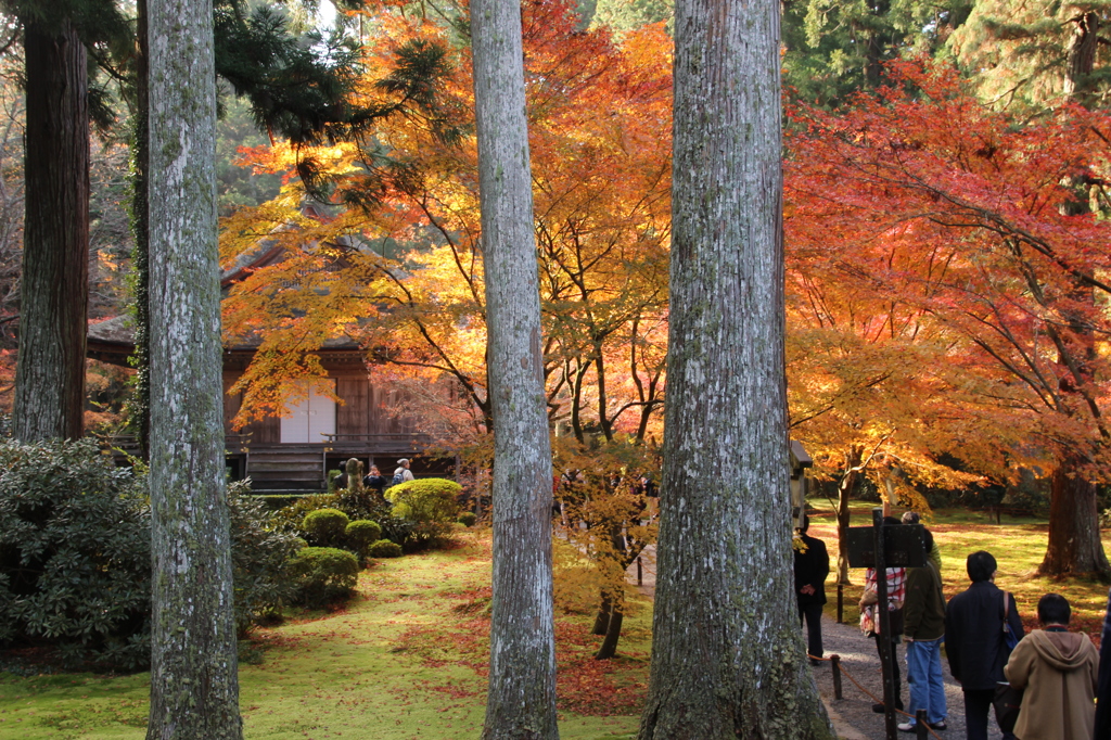 往生極楽院前の紅葉