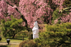 平安神宮で見た花嫁とサクラ