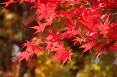 紅葉