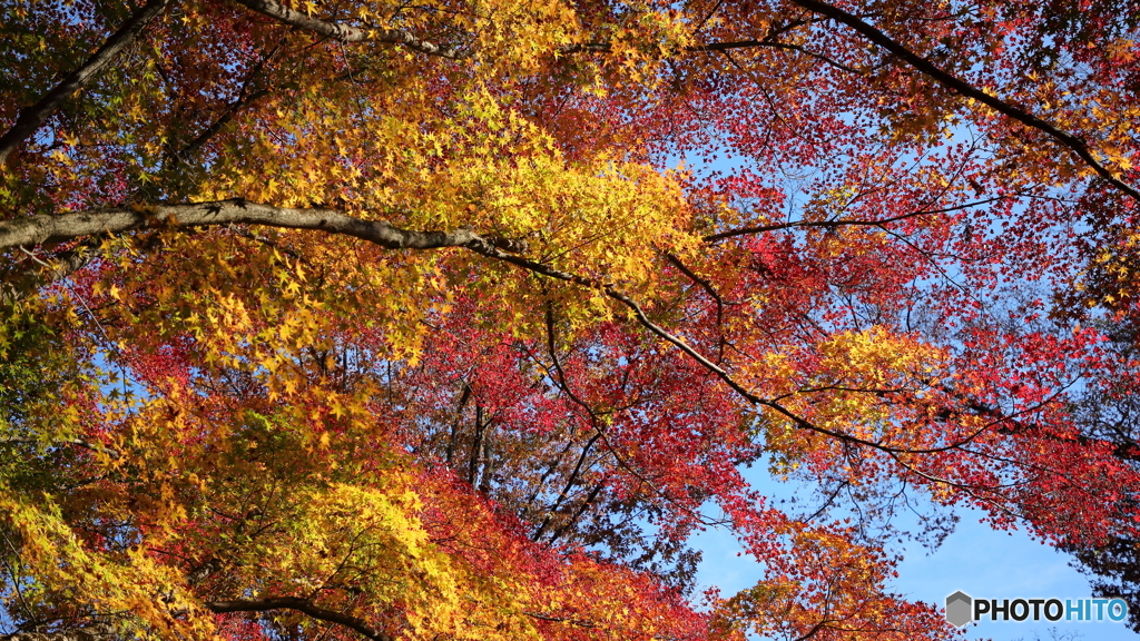 紅葉６