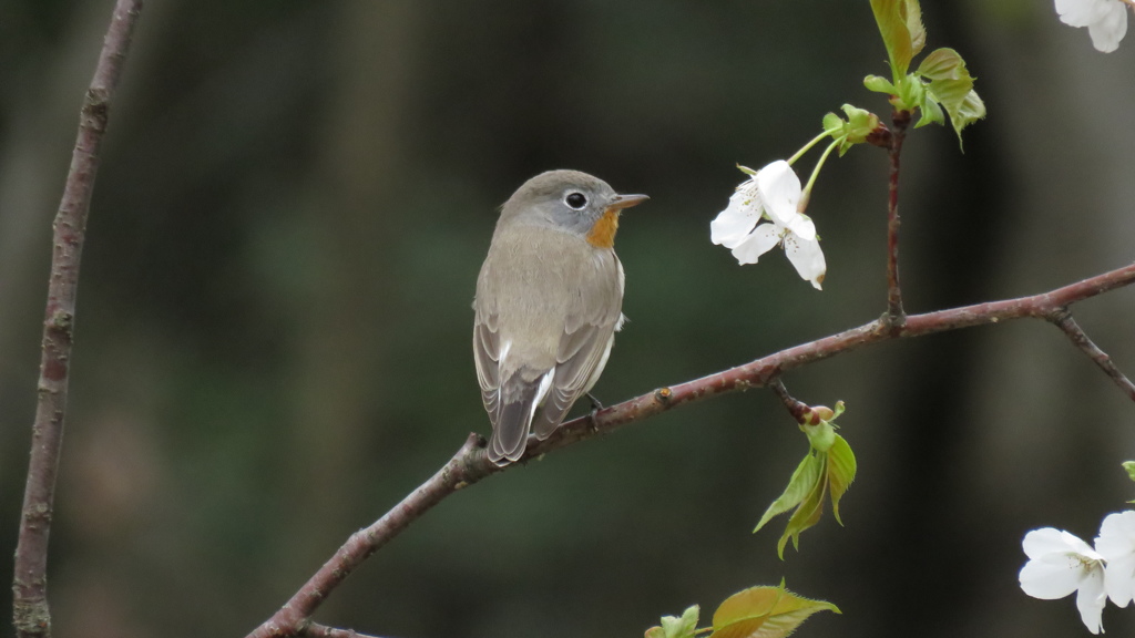 見返り美人？オスでしょ！