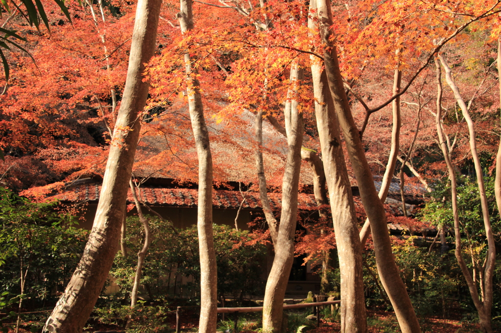 晩秋の祇王寺 2
