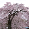 霊宝館内の大桜２