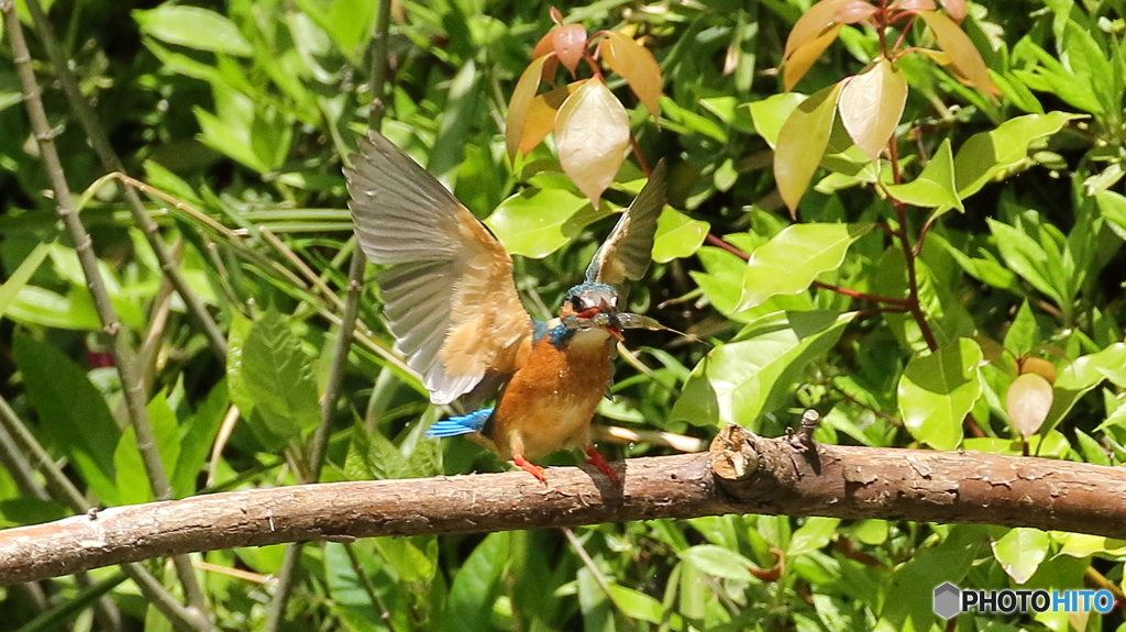 エビ捕った～２
