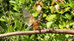 エビ捕った～２