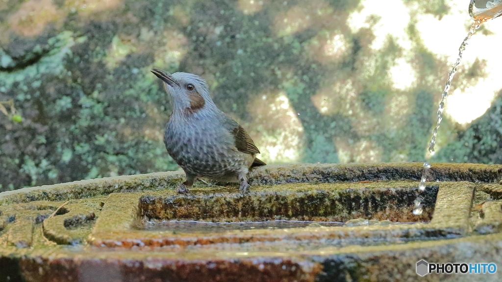 水琴窟に集まる野鳥たち（ヒヨ）