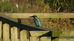 ここは俺の縄張りだ！