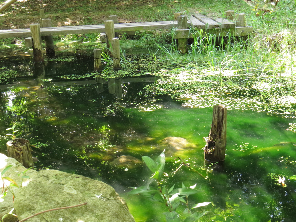 公園の池