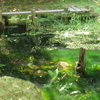 公園の池