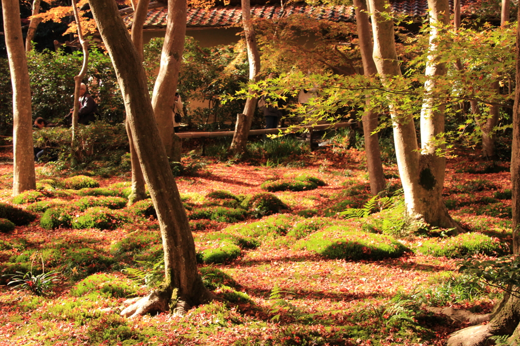 嵐山紅葉１３