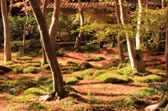 嵐山紅葉１３