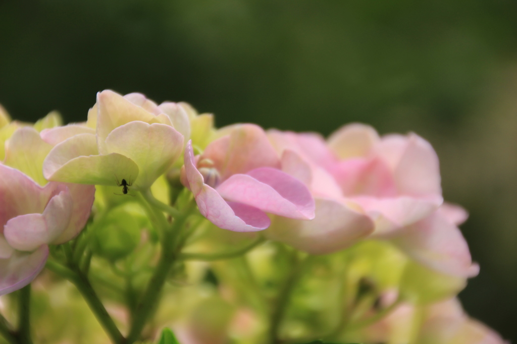 紫陽花