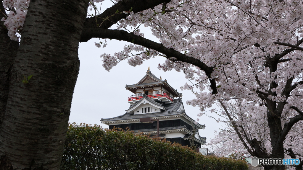 サクラと清州城