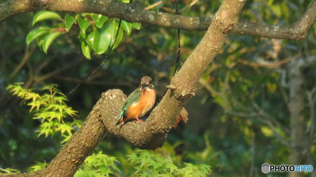 楠から池の様子を伺う