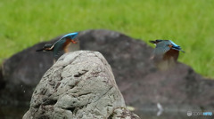 オスカワ、ヒナ鳥を追い出しにかかる３
