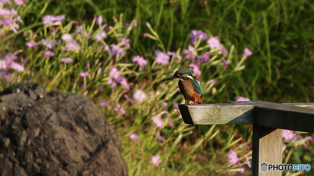 ナデシコをバックに