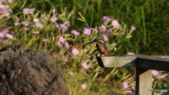 ナデシコをバックに