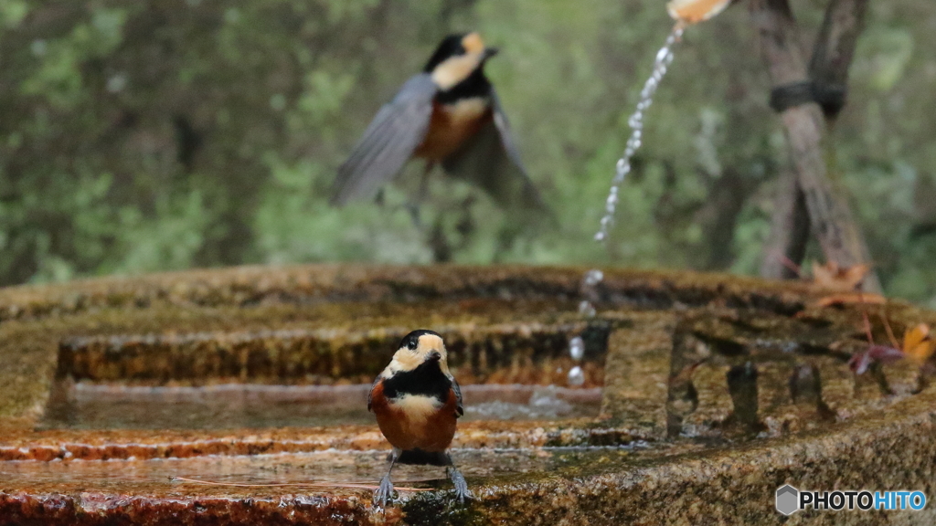 水琴窟に集まる野鳥たち（ヤマガラ＆飛ぶヤマガラ）