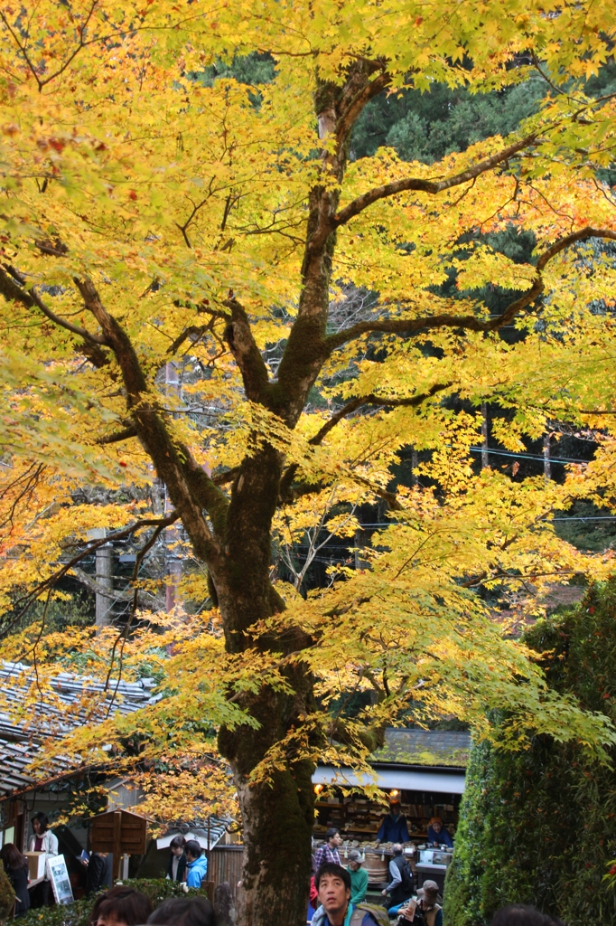 参道の紅葉