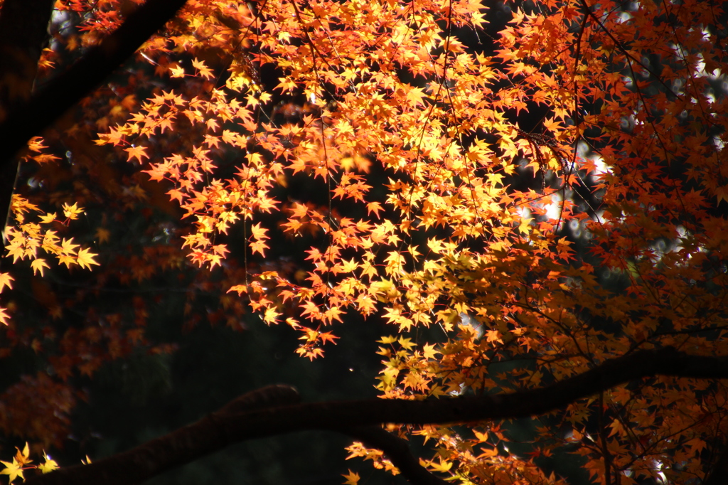 三千院の紅葉