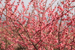 綾部山梅林８