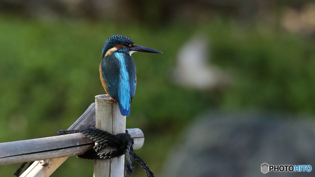 舟屋の柵に止まる