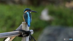 舟屋の柵に止まる