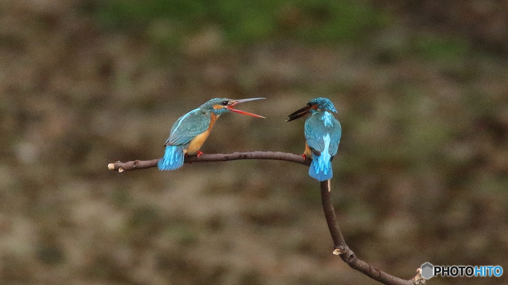 求愛給餌ならず２