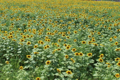 ヒマワリ畑
